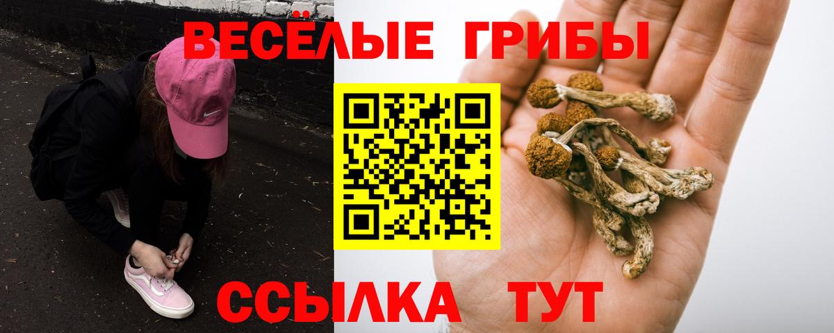 Псилоцибиновые грибы мицелий  Псилоцибиновые грибы GOLDEN TEACHER  Абинск 